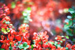 Bright flowering Japanese quince or Chaenomeles japonica. Branch covered with lot of red flowers on blurred green background with leaves bokeh. Bright nature concept for design