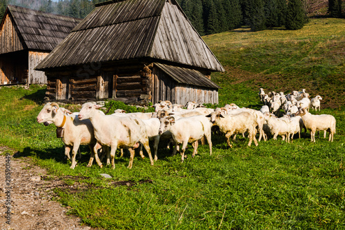 Dekoracja na wymiar  tradycyjny-wypas-owiec-w-tatrach-dolina-chocholowska-polska