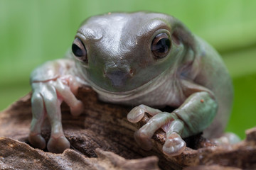 Wall Mural - close up dumpy tree frog / white's tree frog