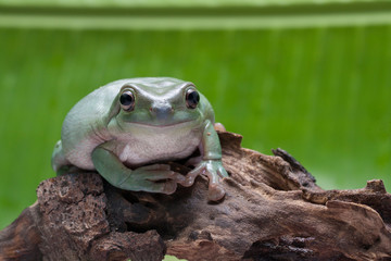 Wall Mural - close up dumpy tree frog / white's tree frog
