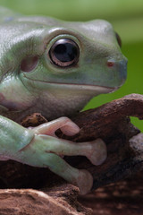Wall Mural - close up dumpy tree frog / white's tree frog