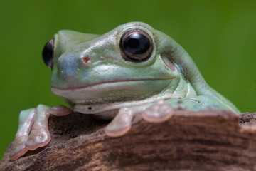 Wall Mural - close up dumpy tree frog / white's tree frog