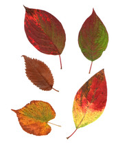 Collection beautiful colorful autumn leaves isolated on white background. Set of red, brown, green elm birch leaves