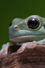 Wall Mural - close up dumpy tree frog / white's tree frog