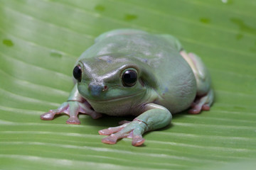 Wall Mural - close up dumpy tree frog / white's tree frog