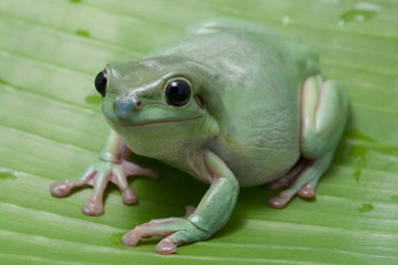 Wall Mural - close up dumpy tree frog / white's tree frog