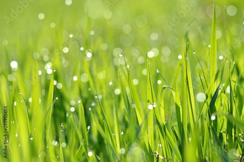  Plakaty trawa   swieza-zielona-trawa-z-kropli-wody-z-bliska