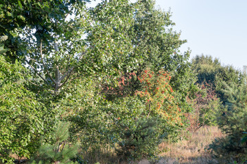 Sticker - summer forest landscape on sunny day