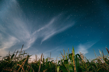 Wall Mural - Night Starry Sky Above Green Maize Corn Field Plantation In Summer Agricultural Season. Night Stars Above Cornfield In August Month