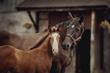 Portrait Of A Red Foal And A Brown Mare With A White Star On His Forehead