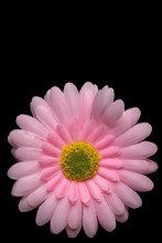 Gerber's Pink Flower On A Black Background