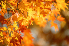 Beautiful Maple Leaves In Autumn Sunny Day In Foreground And Blurry Background In Kyushu, Japan. No People, Close Up, Copy Space, Macro Shot.