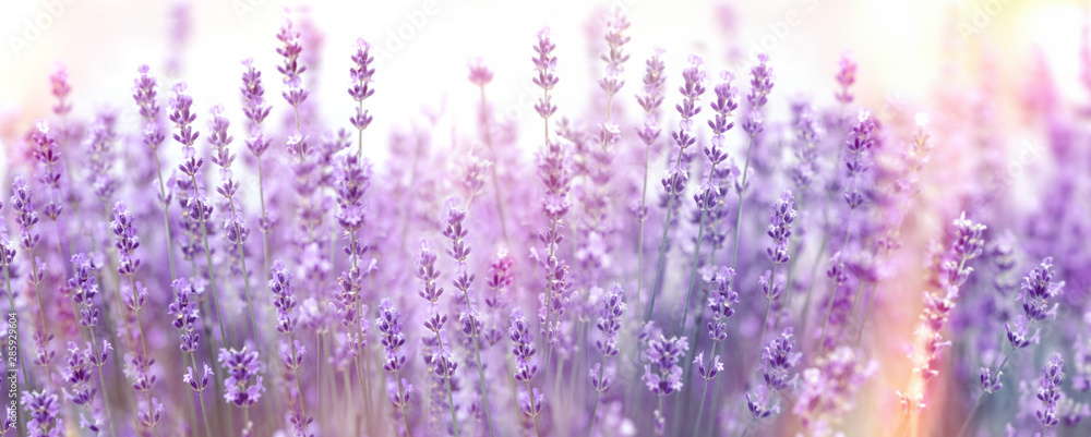 Selective and soft focus on lavender flower, lavender flowers lit by sunlight in flower garden - obrazy, fototapety, plakaty 