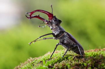 Wall Mural - Big Stage Beetle fighting