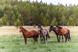 Fototapeta Konie - Four horses on a green meadow against the background of a blurred forest. Brown and dark with long manes and tails. It looks like an oil painting.