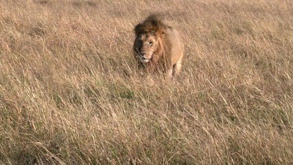 Wall Mural - a male lion walks towards camera through long grass at masai mara national reserve in kenya, africa