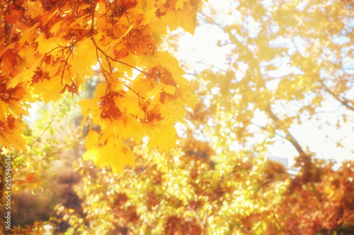 Foto-Lamellenvorhang - Autumn natural image. Red and yellow foliage in the sunlight on the ground. Autumn background. (von Vladimir Kazimirov)