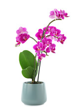 Beautiful Tropical Orchid Flower In Pot On White Background