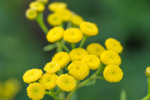 Tansy (Tanacetum Vulgare) Yellow Flowers Macro