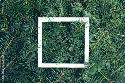 Fotografía Closeup of Christmas tree branches as background, top view