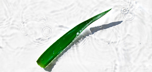 Wet Aloe vera leaf on the noon sun on the white water background. Top view