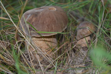 mushroom in grass