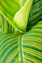 Sunny Detail View Of A Decorative Tropical Canna Plant With Striated Yellow And Green Leaves