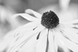 © Ewelina B. - Rudbekia błyskotliwa