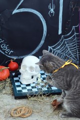 Wall Mural - Halloween, gray young cat with green eyes and a yellow bow on a background of a composition of a skull, autumn leaves, illumination, mystical decor, autumn season