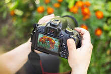 Making Flowers Photos And Video. Camera On Hands Closeup