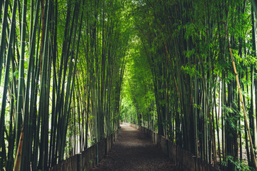 Poster - Bamboo The bamboo pathway is a tunnel