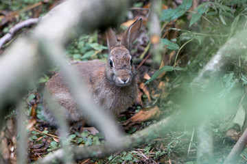 Wild Rabbit (Wildkaninchen, Oryctolagus cuniculus)