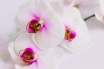  Beautiful white flowers of Phalaenopsis orchids on a pastel pink background. Tropical flower, Orchid branch close-up. Floral background with space for text and design. Flat lay, selective focus.