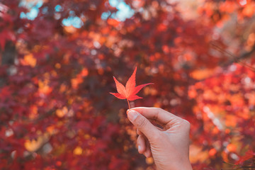 Young woman traveler looking beautiful autumn leave fall in Japan, Travel lifestyle concept