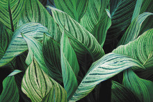 Striped Foliage Of Canna Lily Plant In Blue Green Tone Color As Abstract Pattern Background