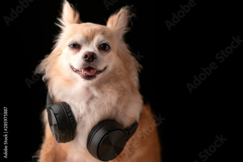 Cute Brown Color Hair Chihuahua Dog Wear Headphone Music Listening