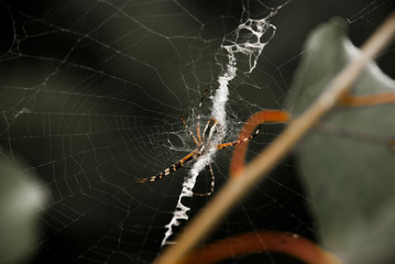 spider on a web