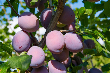 plum tree branch with leaves and fruits