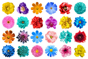 Wall Mural - Mega pack of natural and surreal blue, orange, red, turquoise, yellow, white and pink flowers isolated on white. High quality detailed photo