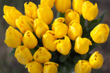 Fototapeta Tulipany - Bouquet beautiful fresh yellow tulip flower