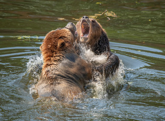 Canvas Print - Wrestling Brown Bears