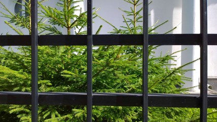  View of young green spruce through a metal fence.  The concept of environmental protection and preservation from poachers. The enclosure is welded from steel pipes. Abstract background.