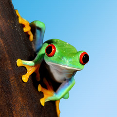 Fototapete - red-eye tree frog  Agalychnis callidryas