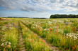 Beautiful flower meadow and track