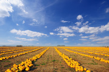 Pumpkin Patch. Field Full Of Pumpkins Ready To Harvest Under Picturesque Cloudy Sky.