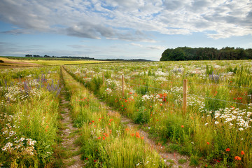 Beautiful flower meadow and track