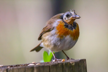 Wall Mural - robin