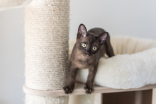 Kitten Climbing On A Cat Tree. Purebred Burmese Brown Color.