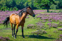Chestnut Horse From The New Forest