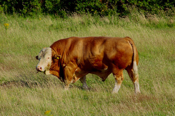 Bull in a field